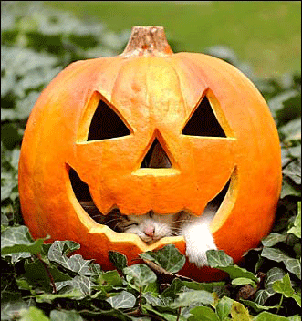 zucca_halloween.png