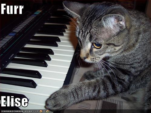 pianistcat.jpg