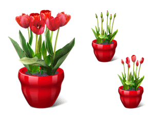 tulipani.png